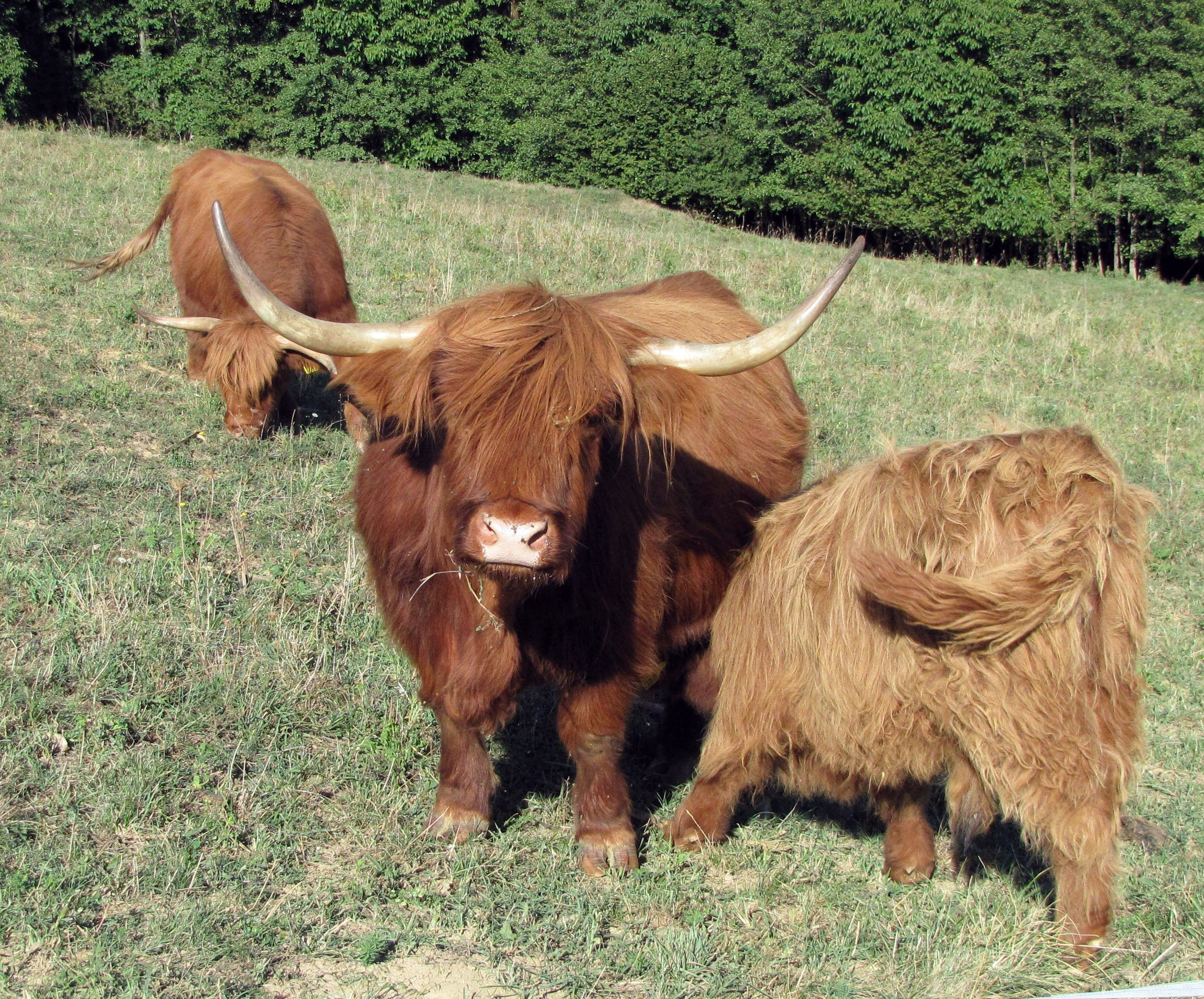 Škotsko višavsko govedo - bik - kmetija24.si